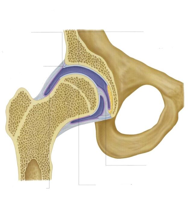 cutting hip joint